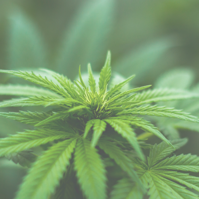 Working Your Way Through the Weeds