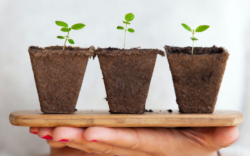 Hand holding three small potted plants