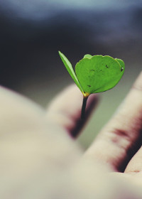 hand with clover
