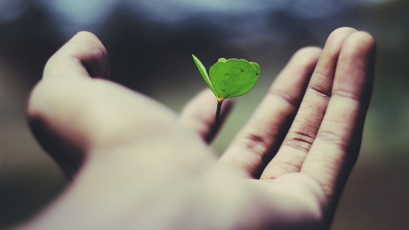 hand with clover