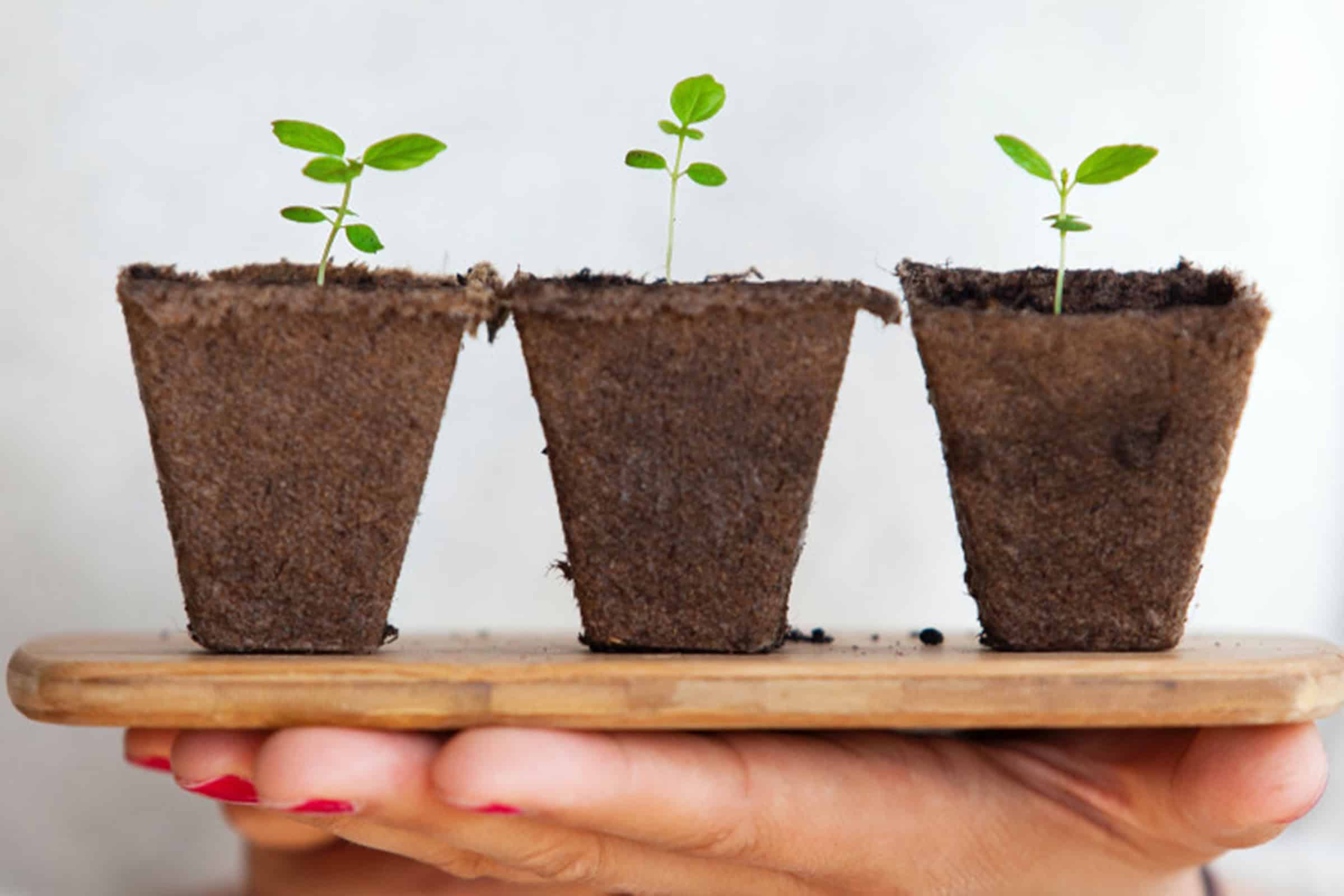 Tray holding 3 seedlings